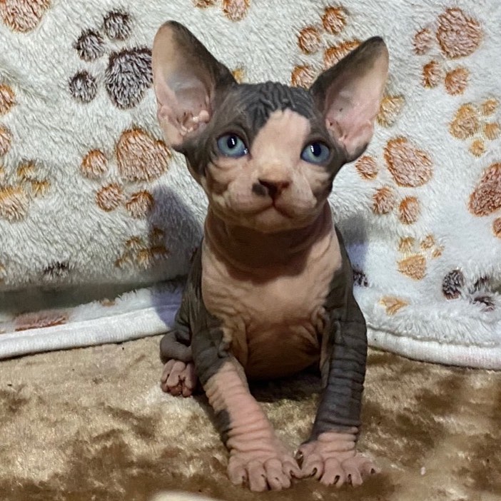 Lizzy – Weiblich Sphynx