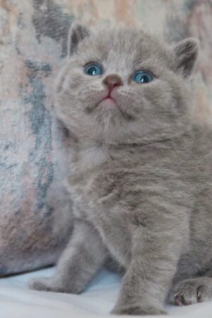 Maggot – Männlich · Britisch Kurzhaar