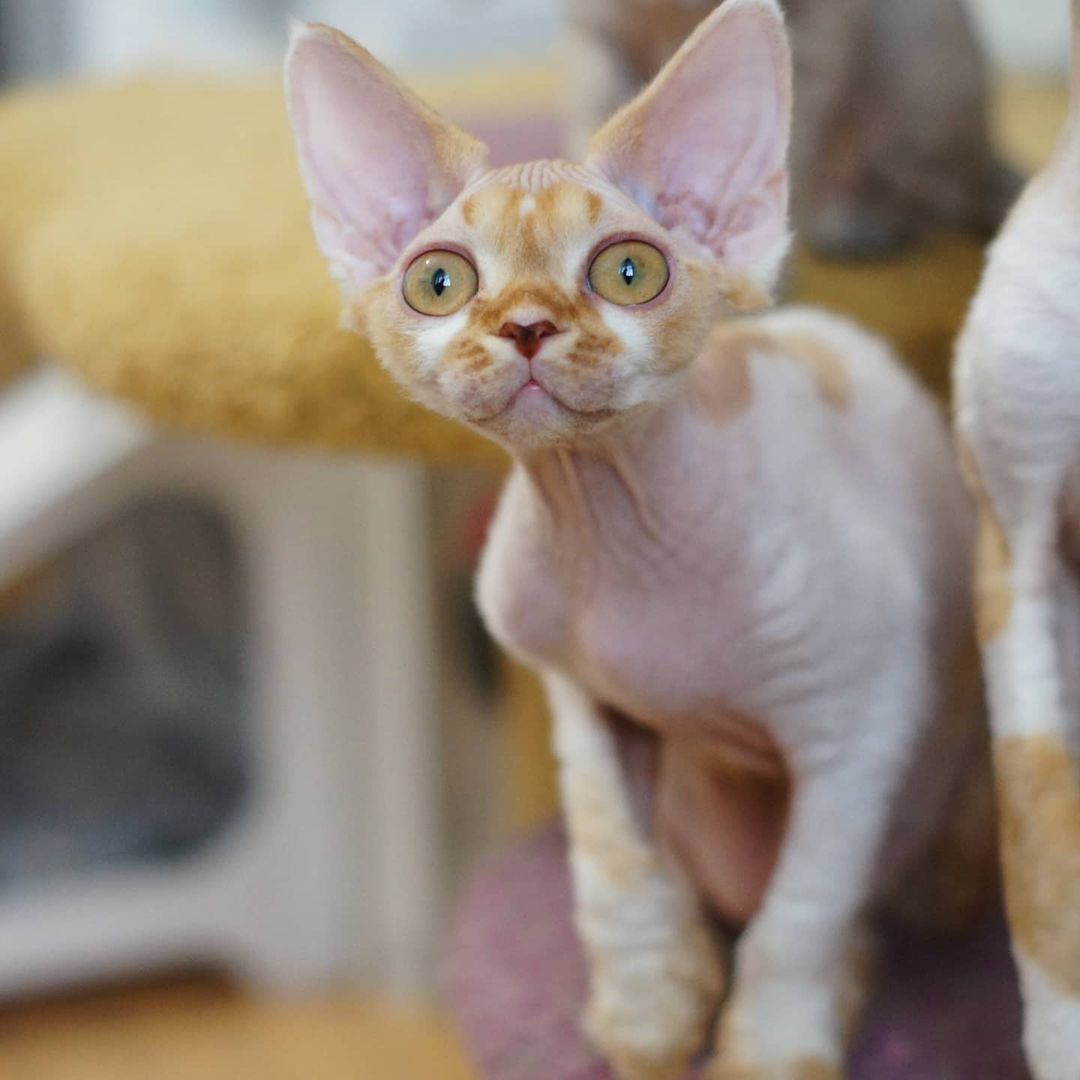 Mark – Männlich, Devon Rex - Image 2