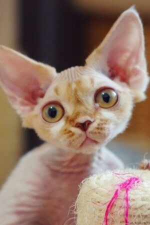 Mark – Männlich, Devon Rex