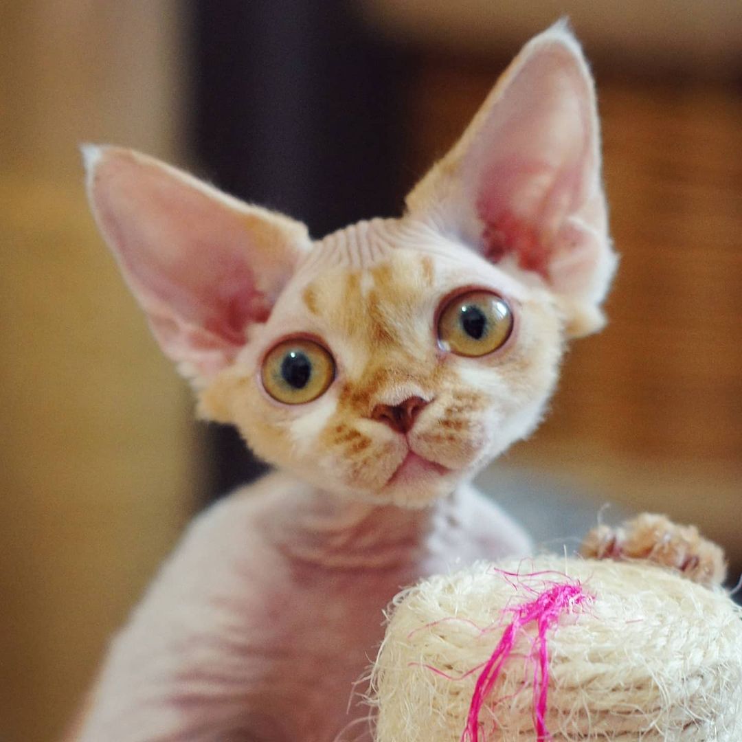 Mark – Männlich, Devon Rex