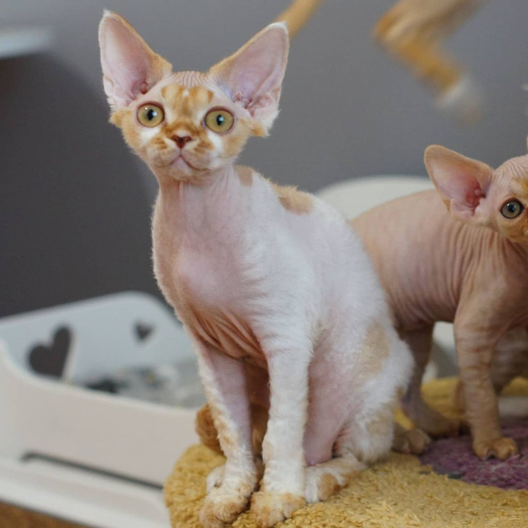 Mark – Männlich, Devon Rex - Image 3