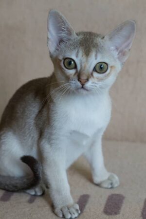 marley – weibliches singapura kätzchen