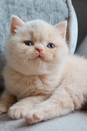 max – männliches britisch kurzhaar kätzchen