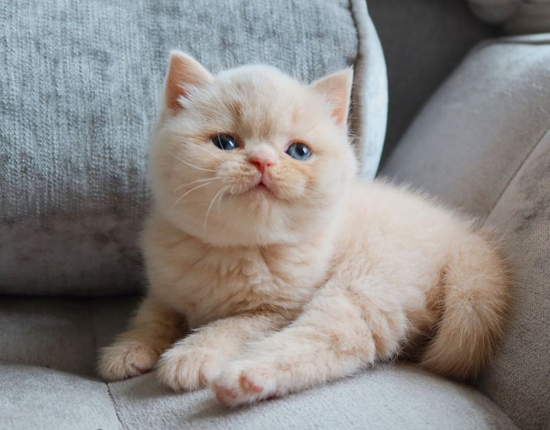 max – männliches britisch kurzhaar kätzchen max – männliches britisch kurzhaar kätzchen