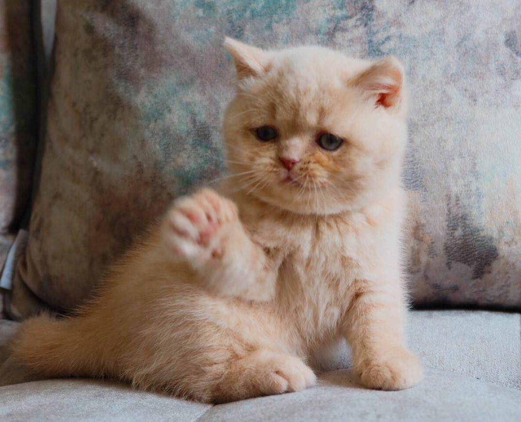 max – männliches britisch kurzhaar kätzchen max – männliches britisch kurzhaar kätzchen