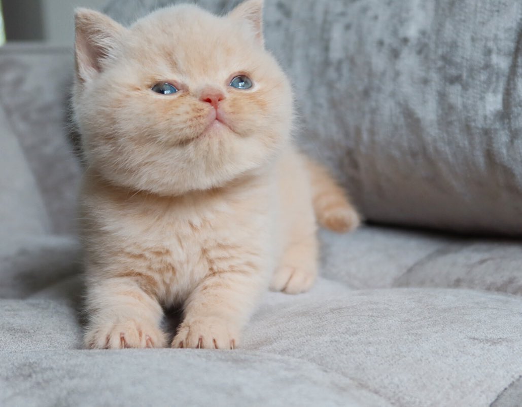 max – männliches britisch kurzhaar kätzchen max – männliches britisch kurzhaar kätzchen