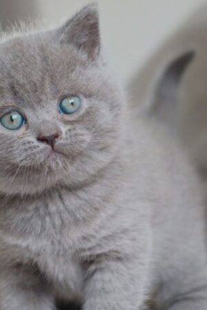 milla – weibliches britisch kurzhaar kätzchen