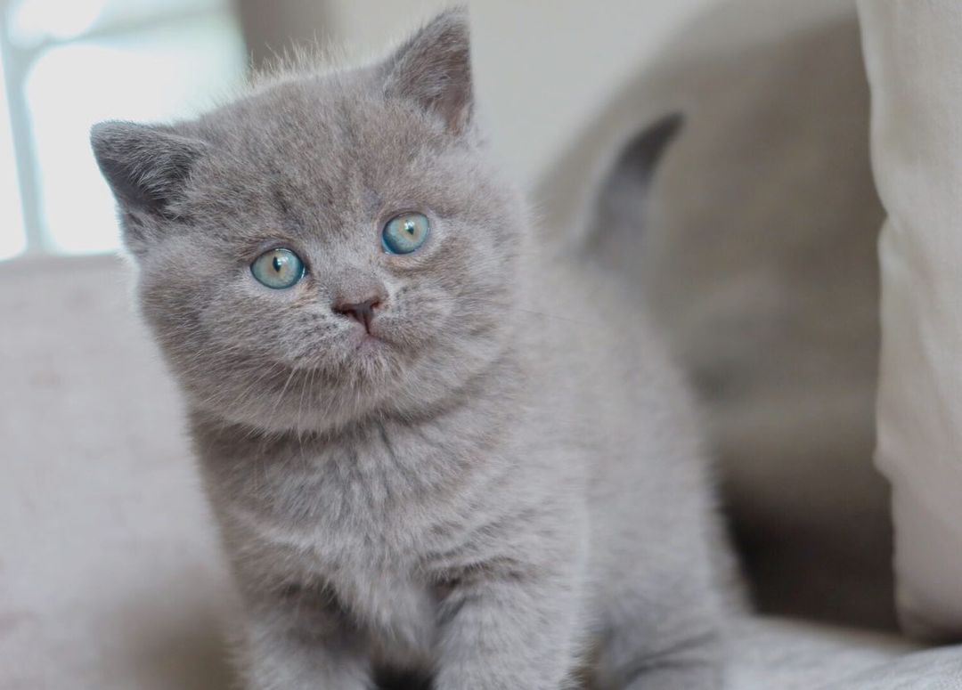 milla – weibliches britisch kurzhaar kätzchen milla – weibliches britisch kurzhaar kätzchen