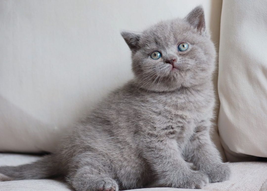 milla – weibliches britisch kurzhaar kätzchen milla – weibliches britisch kurzhaar kätzchen