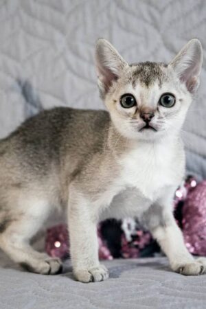 Minnie – Weibliches Singapura-Kätzchen
