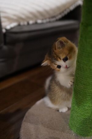 mochi – weiblich munchkin