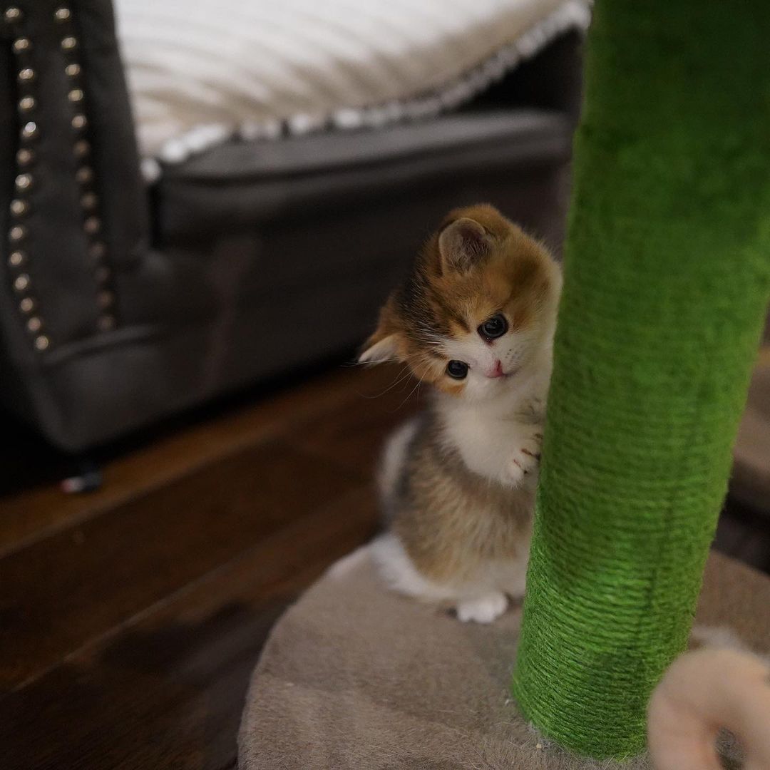 mochi – weiblich munchkin mochi – weiblich munchkin