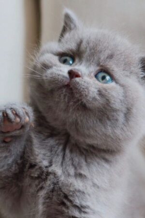 Molly – Weiblich · Britisch Kurzhaar