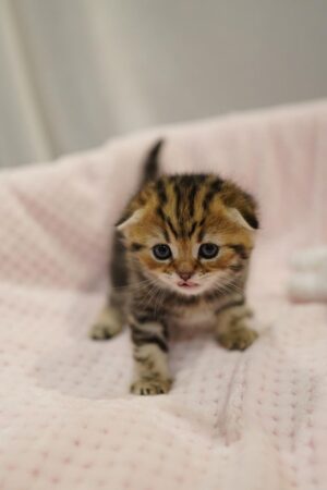 calvin – männlich munchkin