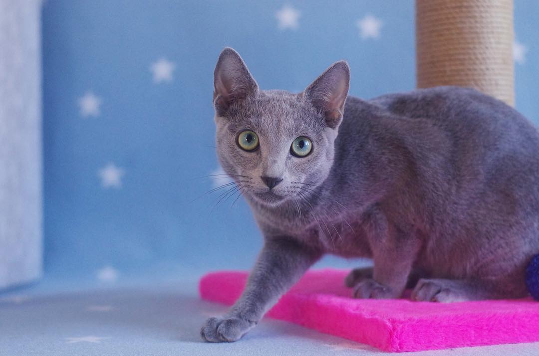 norton – männlich, russisch blau norton – männlich, russisch blau