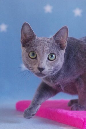 norton – männlich, russisch blau