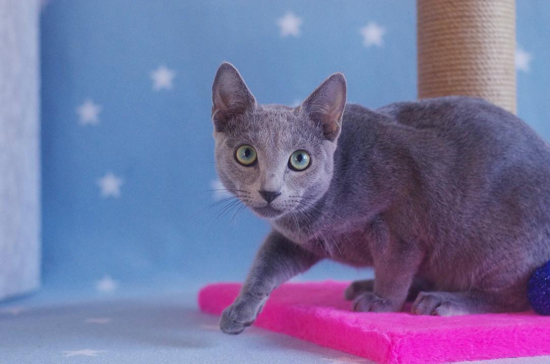 norton – männlich, russisch blau norton – männlich, russisch blau