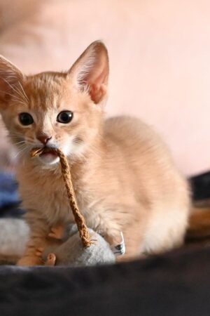 Nova – Weiblich · Abessinier