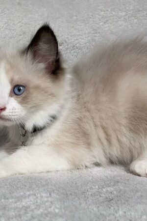 Odin – Männlich Ragdoll