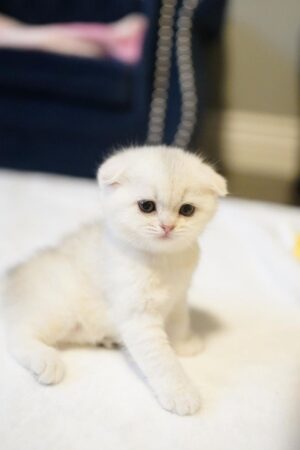 Penny – Weiblich Munchkin