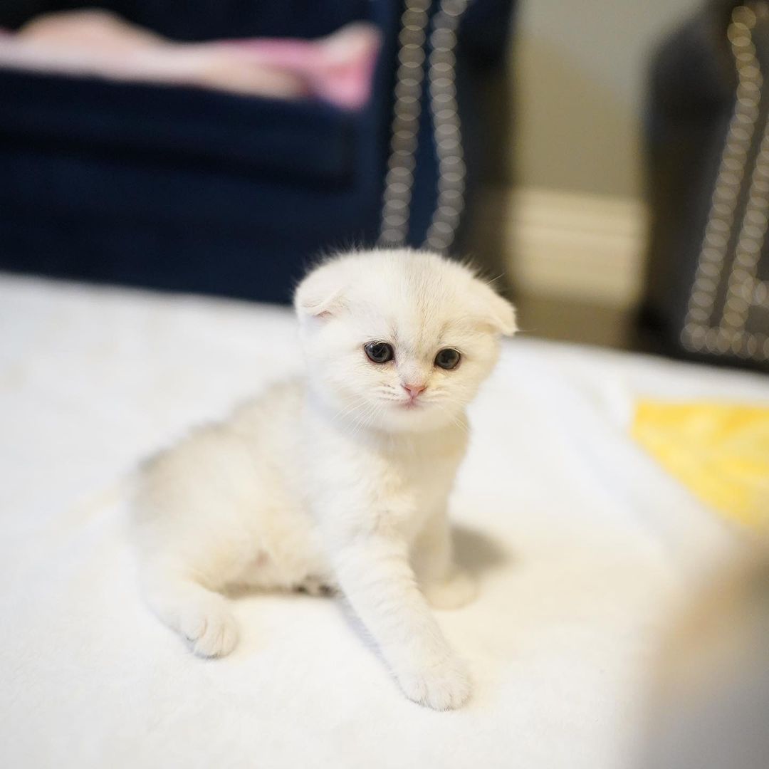 Penny – Weiblich Munchkin