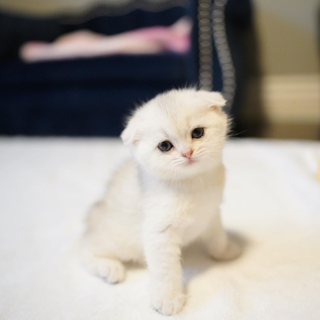 Penny – Weiblich Munchkin - Image 2