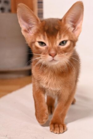 Phoenix – Männlich · Abessinier