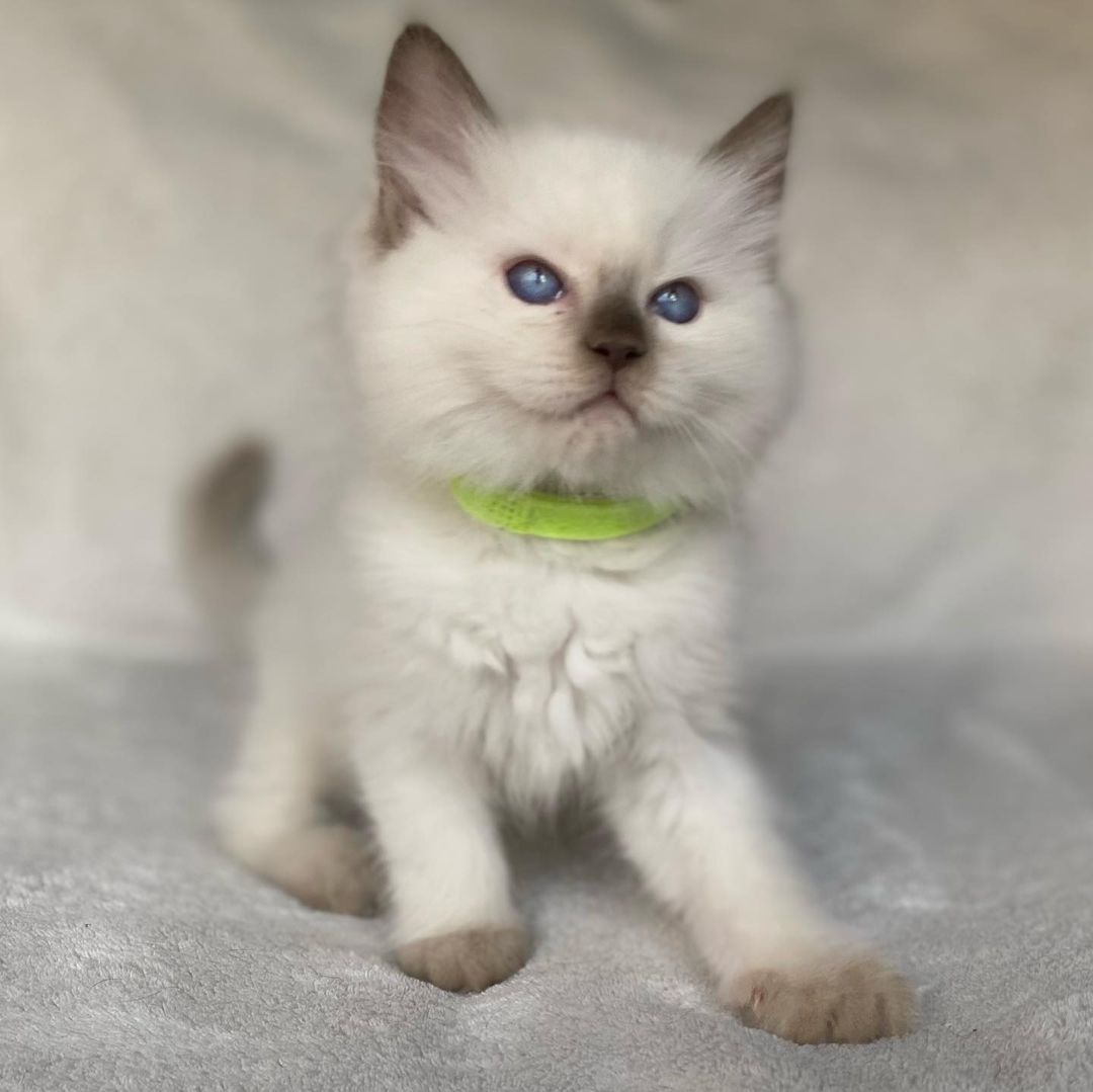 Pricillia – Weiblich Ragdoll - Image 3