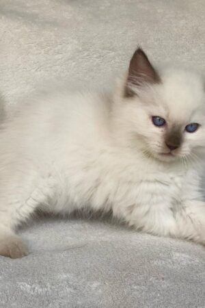 Pricillia – Weiblich Ragdoll