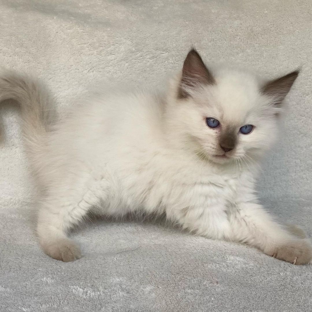 Pricillia – Weiblich Ragdoll