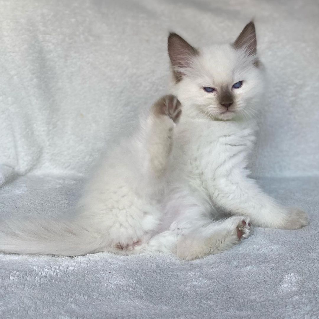 Pricillia – Weiblich Ragdoll - Image 2