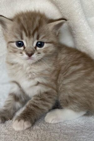 Queenie – Weiblich Ragdoll