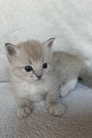 quintesa – weiblich ragdoll