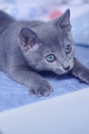 richard – männlich, russisch blau