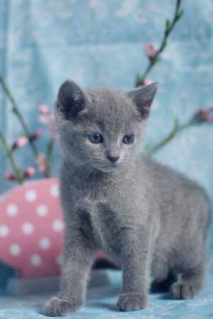 Rolsalie – Weiblich, Russisch Blau