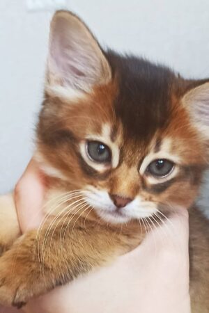 sam – männliches somali kätzchen