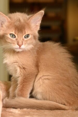 Sarabi – Weibliches Somali-Kätzchen