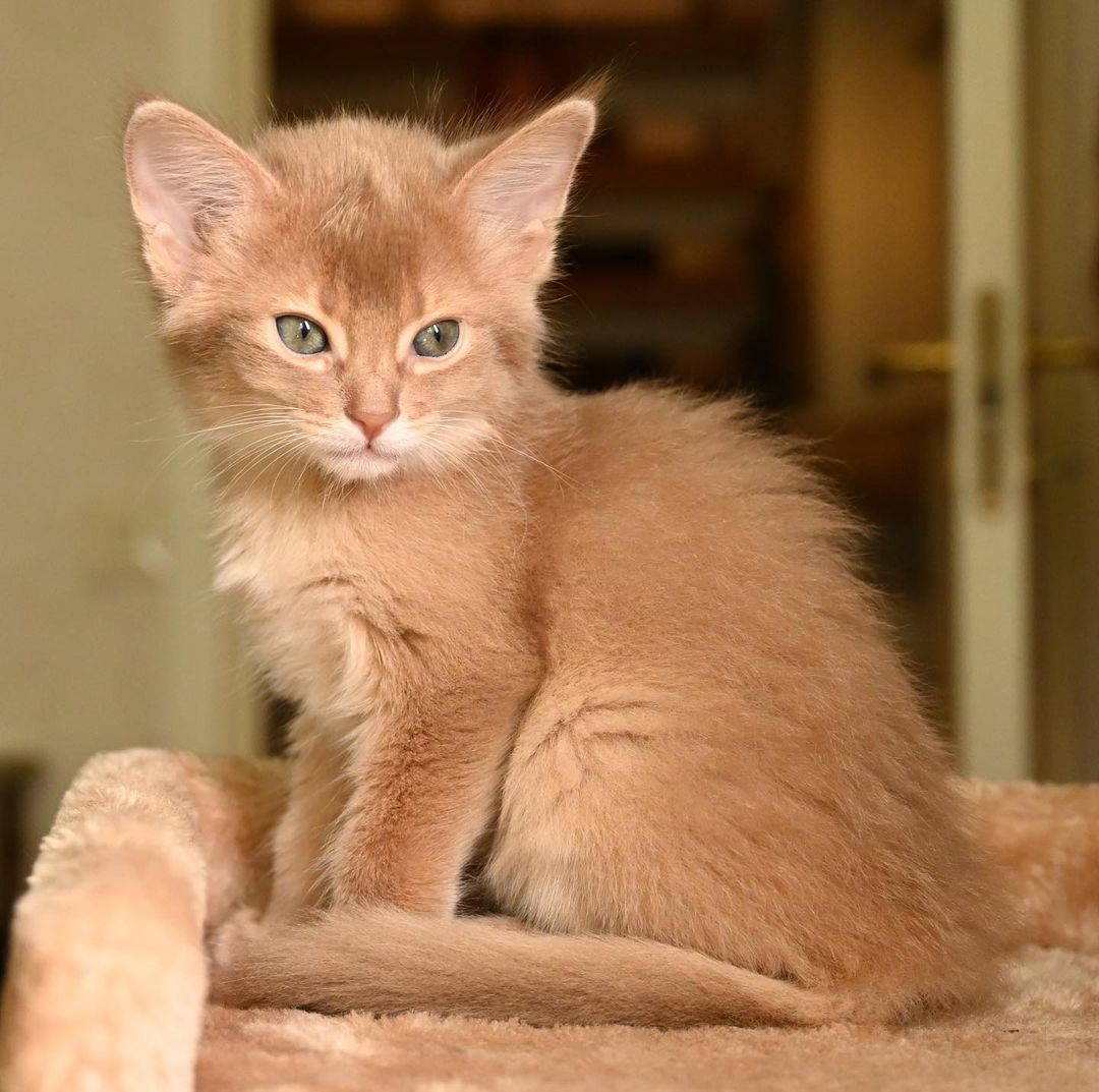 Sarabi – Weibliches Somali-Kätzchen