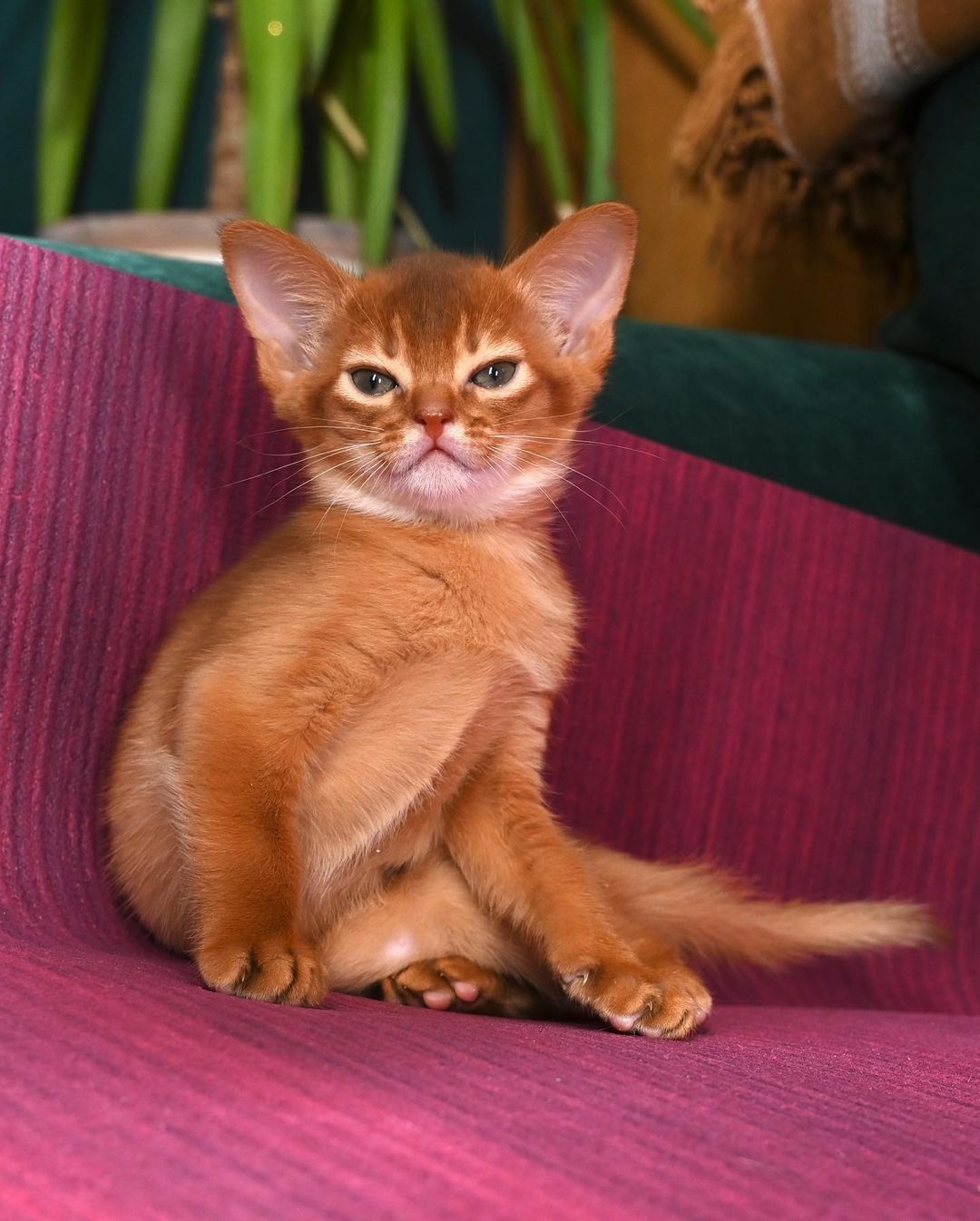 savina – weiblich · abessinier savina – weiblich · abessinier