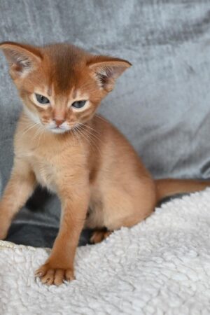 savina – weiblich · abessinier