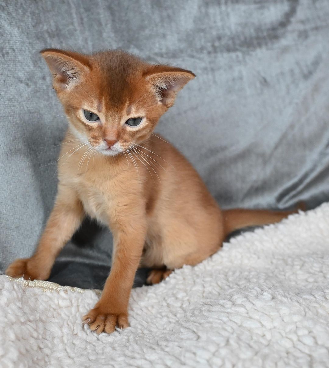 savina – weiblich · abessinier savina – weiblich · abessinier