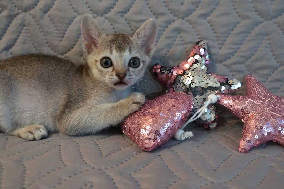 sunny – weibliches singapura kätzchen sunny – weibliches singapura kätzchen