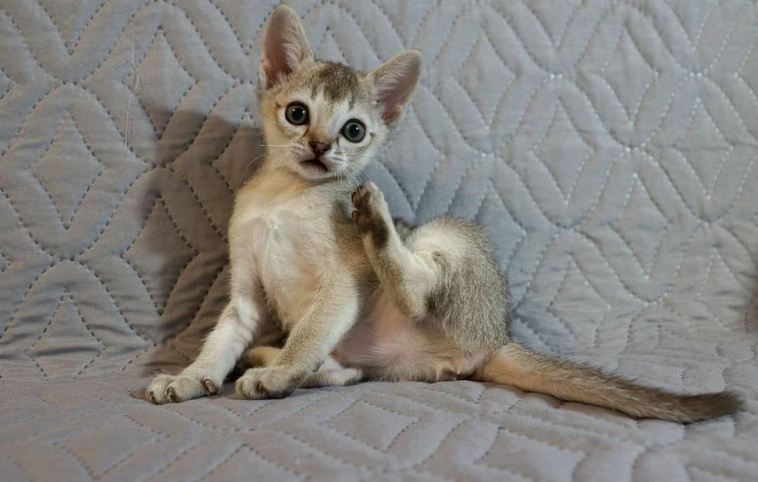 sunny – weibliches singapura kätzchen sunny – weibliches singapura kätzchen