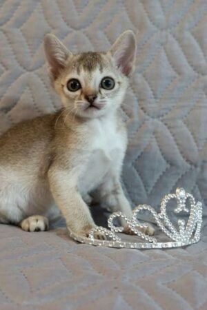 sunny – weibliches singapura kätzchen