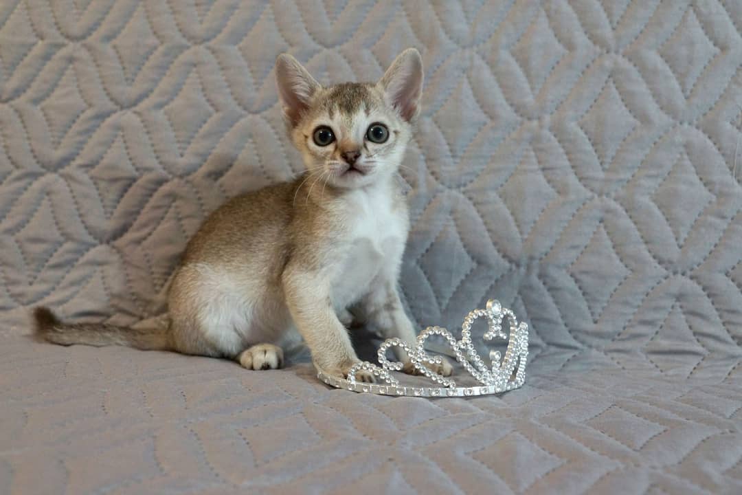 sunny – weibliches singapura kätzchen sunny – weibliches singapura kätzchen