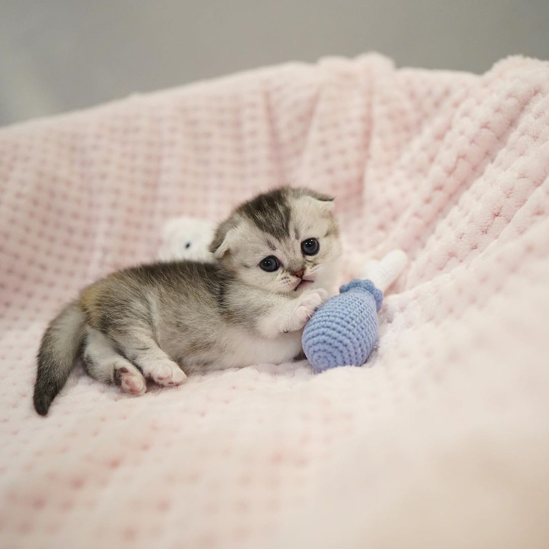 Tiger – Männlich Munchkin - Image 2