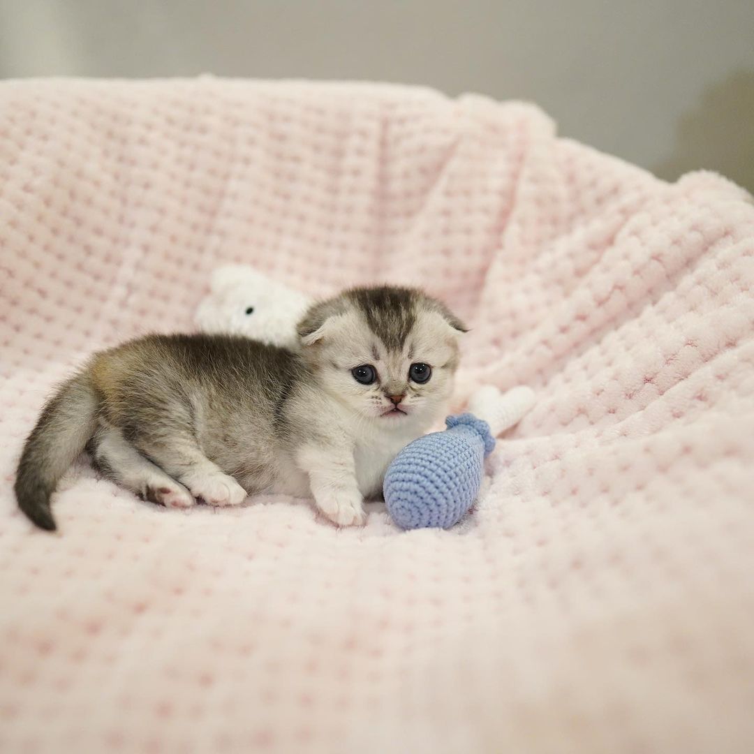 Tiger – Männlich Munchkin - Image 3