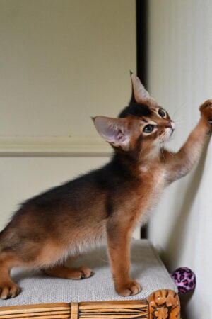 timon – männlich · abessinier