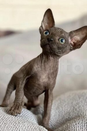 vera – weiblich sphynx